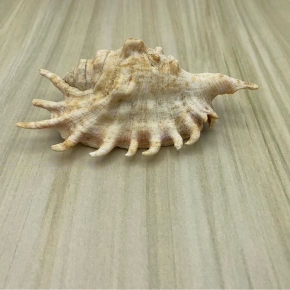 Spider Conch Lambis Truncata Seashell Natural Shell 5 Inch Home Decor Gift - Picture 4 of 9